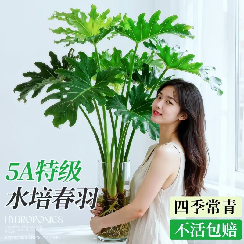 春羽水培植物室内盆栽客厅办公室桌面绿植花卉大叶龟背竹水养绿植
