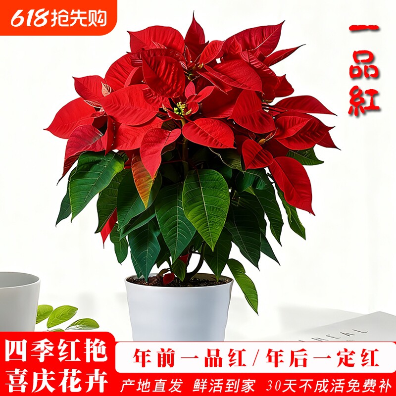 一品红盆栽鸿运当头室内客厅净化空气花卉好养绿植物水培带花开花