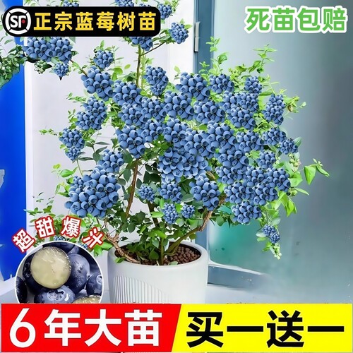 l25蓝莓树果苗盆栽带果发货南北方种植庭院果树兔眼绿宝石特大号