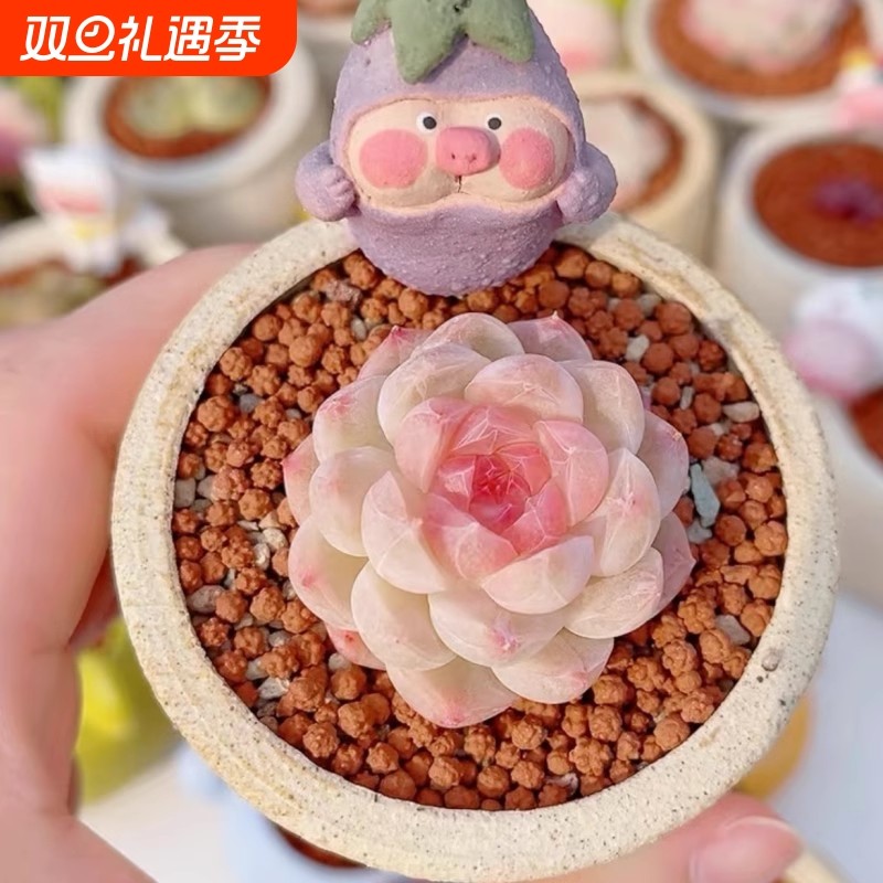 新品贵货奶油白桃汽水多肉植物办公室盆栽阳台花卉女王新手养活