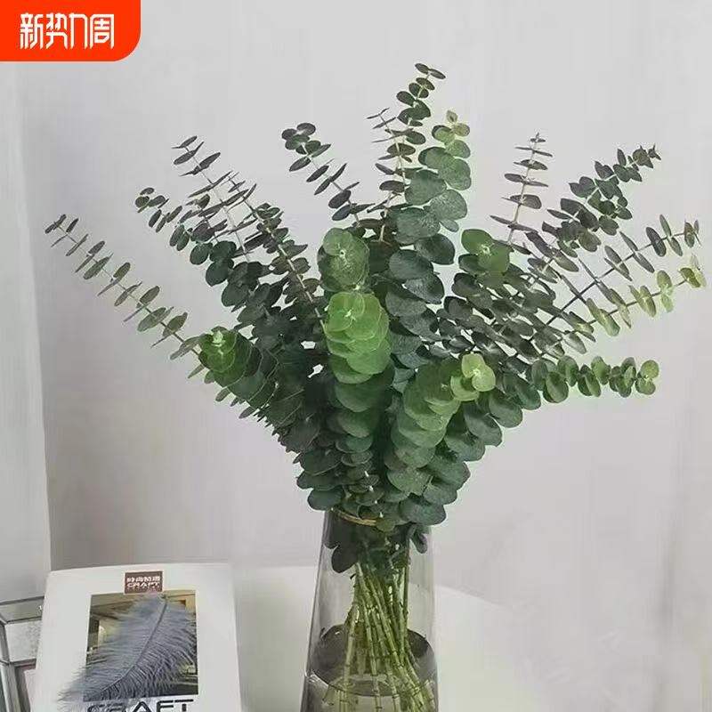 云南昆明新鲜尤加利叶基地花材永生花束客厅家居配叶可做干花配花