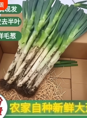 正宗山东大葱新鲜蘸酱甜葱沙葱农家自种大葱带老皮去半叶新鲜蔬菜