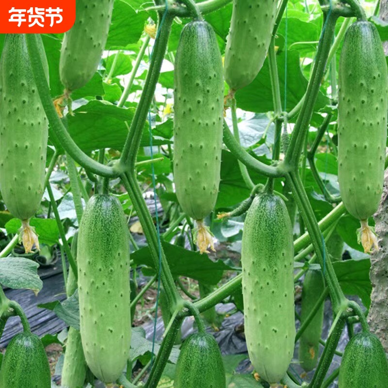 四季水果黄瓜菜籽种蔬菜种子生菜香菜种孑大叶种籽葱种籽盆栽阳台