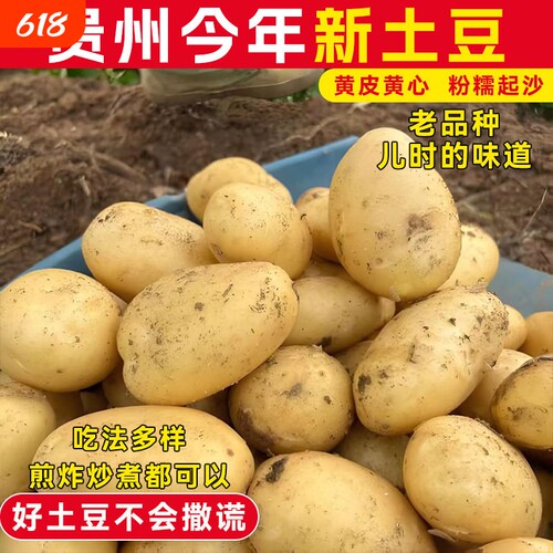 新鲜土豆农家新鲜黄心