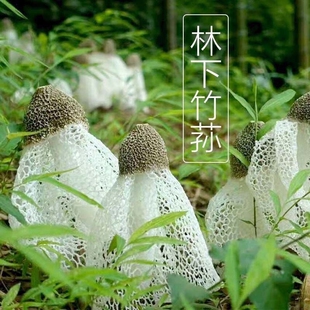 正宗竹荪原种菌丝竹参种土培菌种室内室外蘑菇菌食用菌种园艺