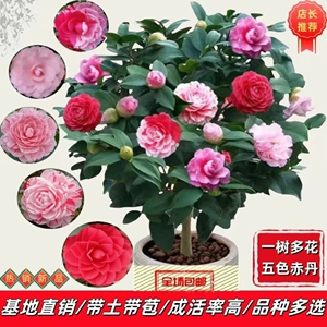 香妃茶花树苗盆栽带花苞五色赤丹植物玫瑰花好养山茶花苗四季开花
