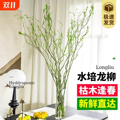 水培绿植龙柳鲜枝盆栽花