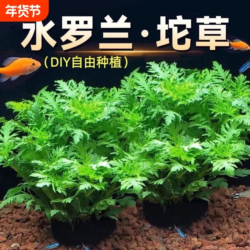 水罗兰坨草自带营养土坨基鱼缸造景增氧净化水质生态缸种植淡水草,宠物/宠物食品及用品,造景/装饰,淘宝优惠券,粉丝福利购,淘宝优惠卷
