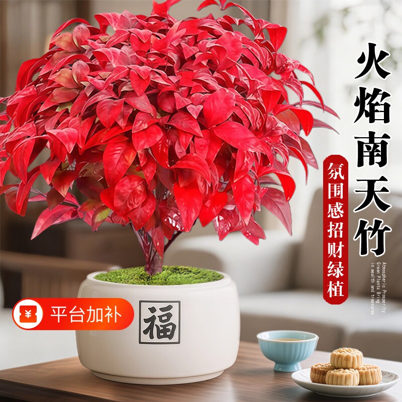 火焰南天竹盆栽客厅室内绿植桌面好养花卉植物四季盆景办公桌观叶