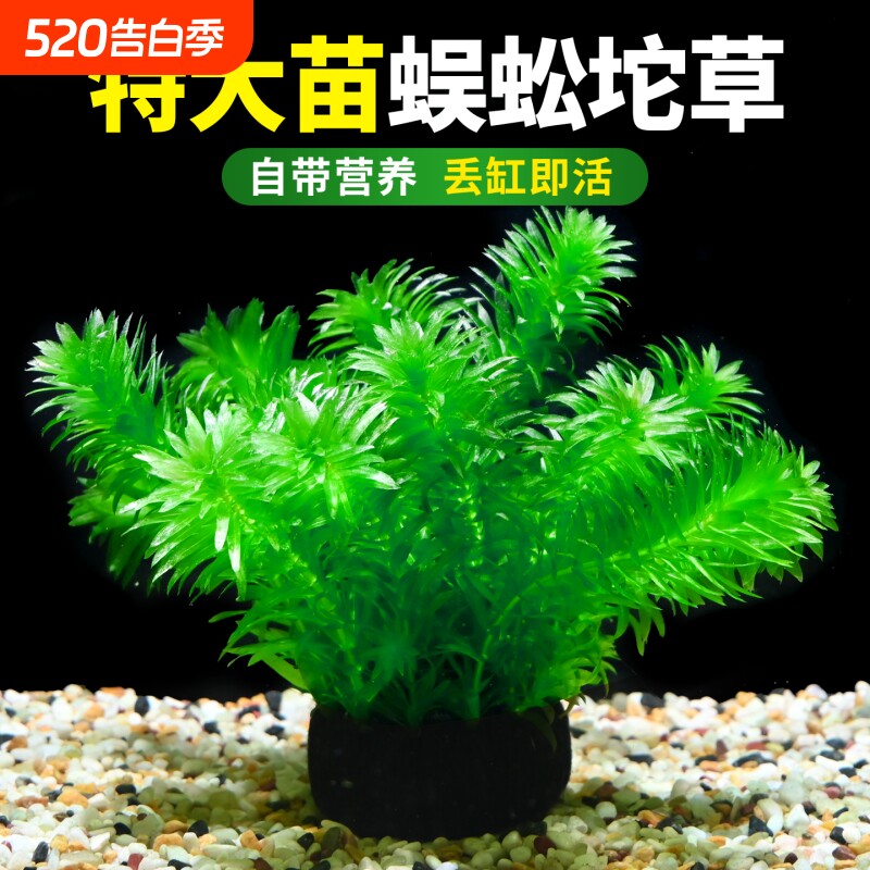 蜈蚣草大坨水草植物鱼缸造景中后景装饰淡水阴性净水增氧绿植坨草