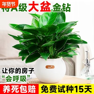 大叶金钻绿公主绿植室内盆栽植物黄金葛水培好养活四季花卉客厅