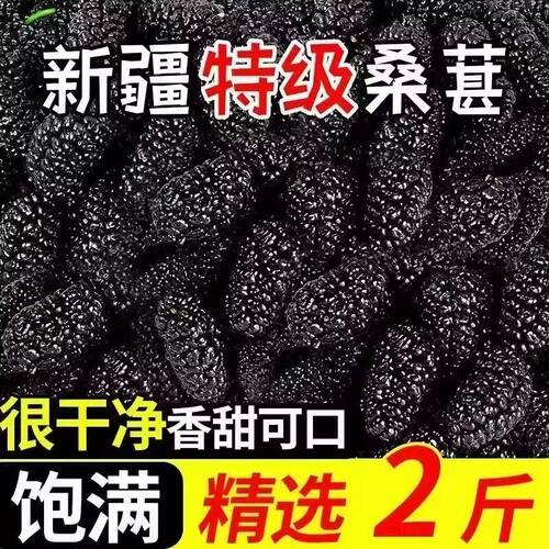 新疆黑桑葚野生免洗直泡泡水香甜