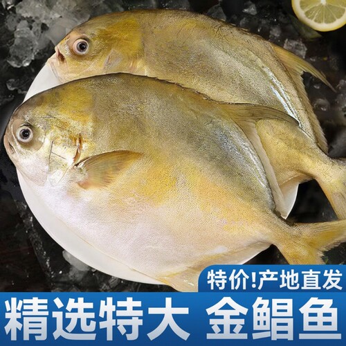 新鲜金鲳鱼速冻450g袋装