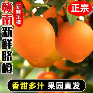 赣南脐橙正宗江西赣州安远直销橙子新鲜大果现摘现发产地直发10斤
