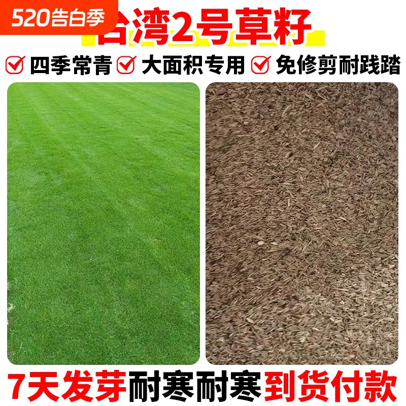 台湾2号草籽矮生庭院四季常青工程绿化草种子开花耐寒草坪耐热