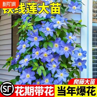 乌托邦铁线莲苗银币爬藤植物庭院耐寒绿植花卉盆栽阳台四季开花