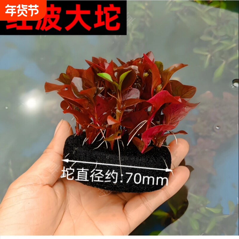 水草定植坨沉底鱼缸造景装饰植物增氧净化水质大坨基坨草红色水草