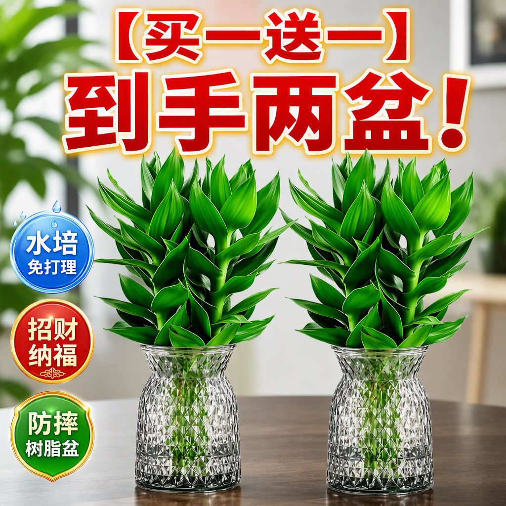富贵竹带根水培绿植净化空气
