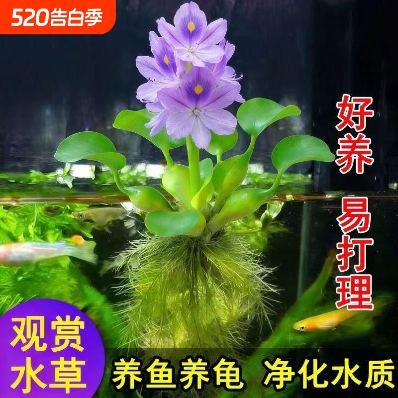 凤眼莲水草浮萍鱼缸乌龟虾花卉鱼池塘净化水生植物种苗莲花水葫芦