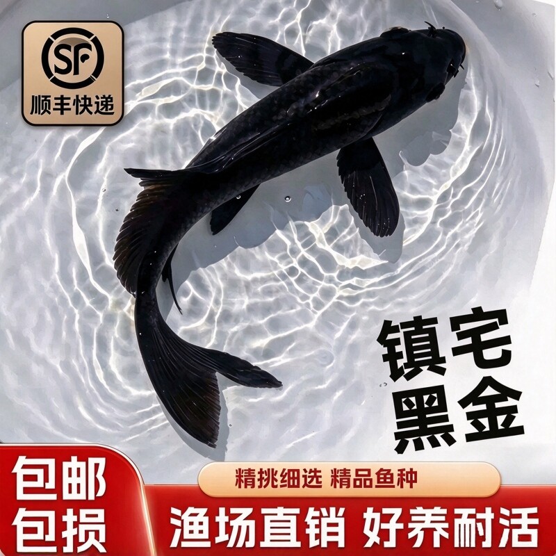 顺丰包邮精品黑色锦鲤冷水观赏活鱼好养耐活自来水可养庭院风水鱼
