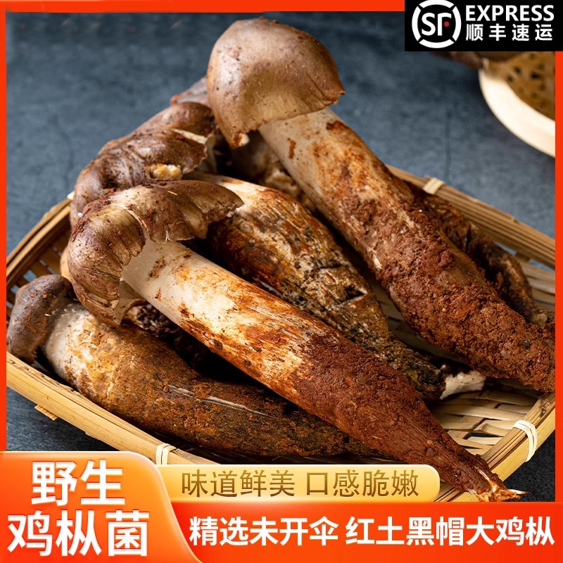 【现货】新鲜鸡枞菌云南当季野生鸡枞菌鸡腿蘑菇荔枝菌鲜菌