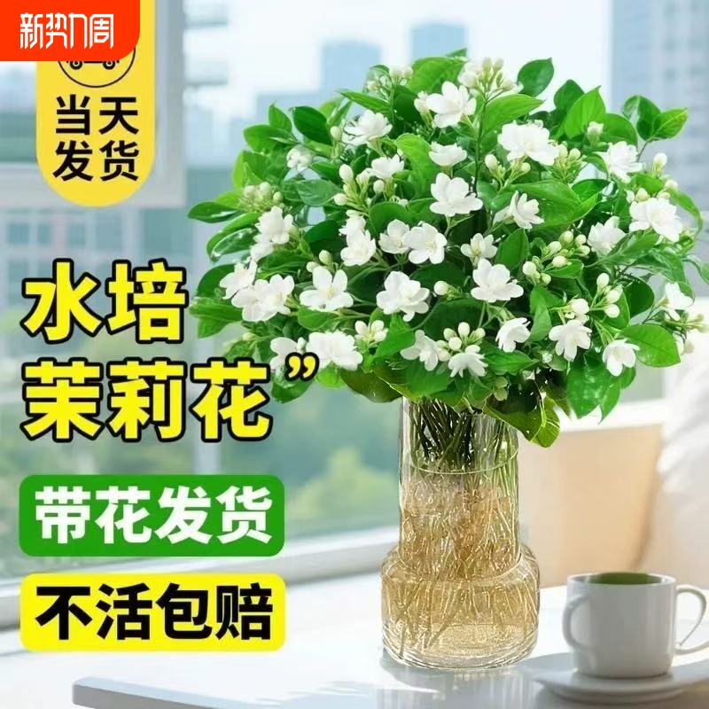水培茉莉花盆栽带花苞四季开花室内水养植物办公室桌面好养活花卉