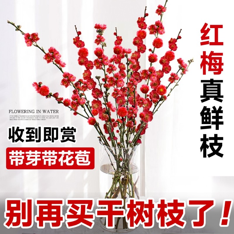 红梅水培鲜枝鲜花干枝雪柳花卉植物室内水养桃花支腊梅花盆栽秋冬