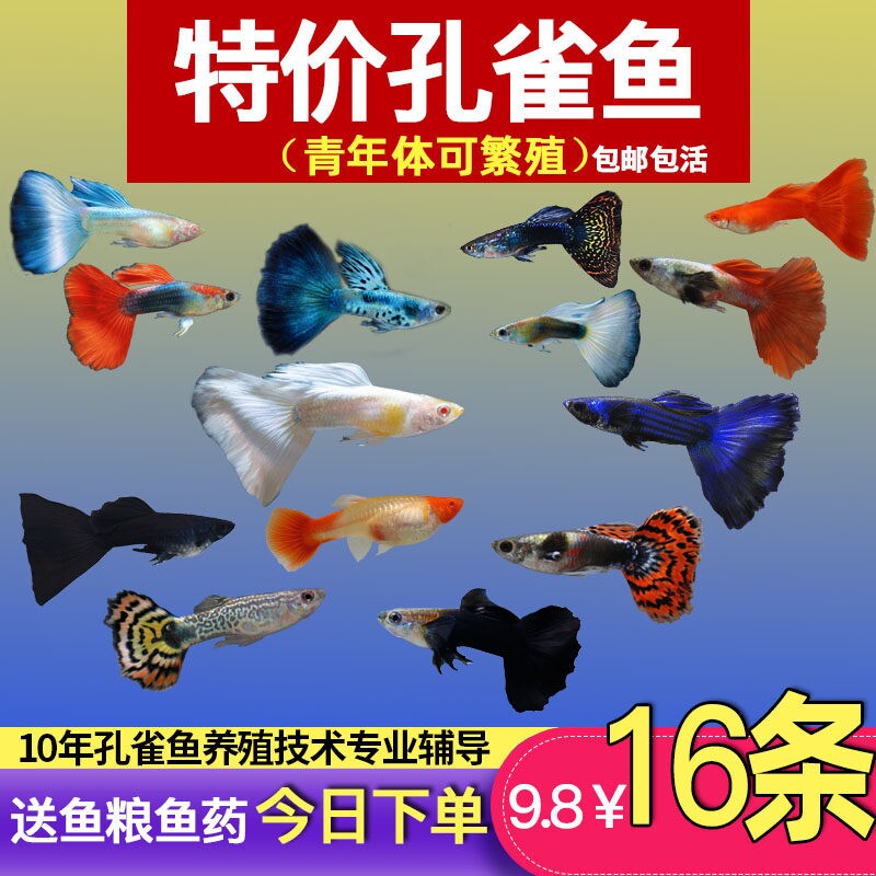 孔雀鱼纯种观赏鱼小型淡水好养热带鱼活体清道夫斑马金鱼小鱼鱼苗