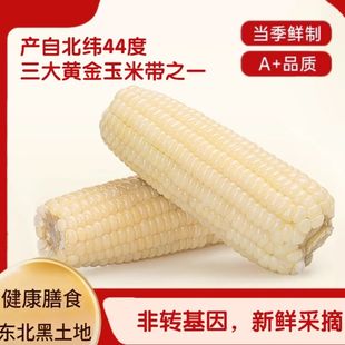 25年正宗东北白糯玉米粘糯香甜真空锁鲜独立包装 宿舍加热即食粗粮
