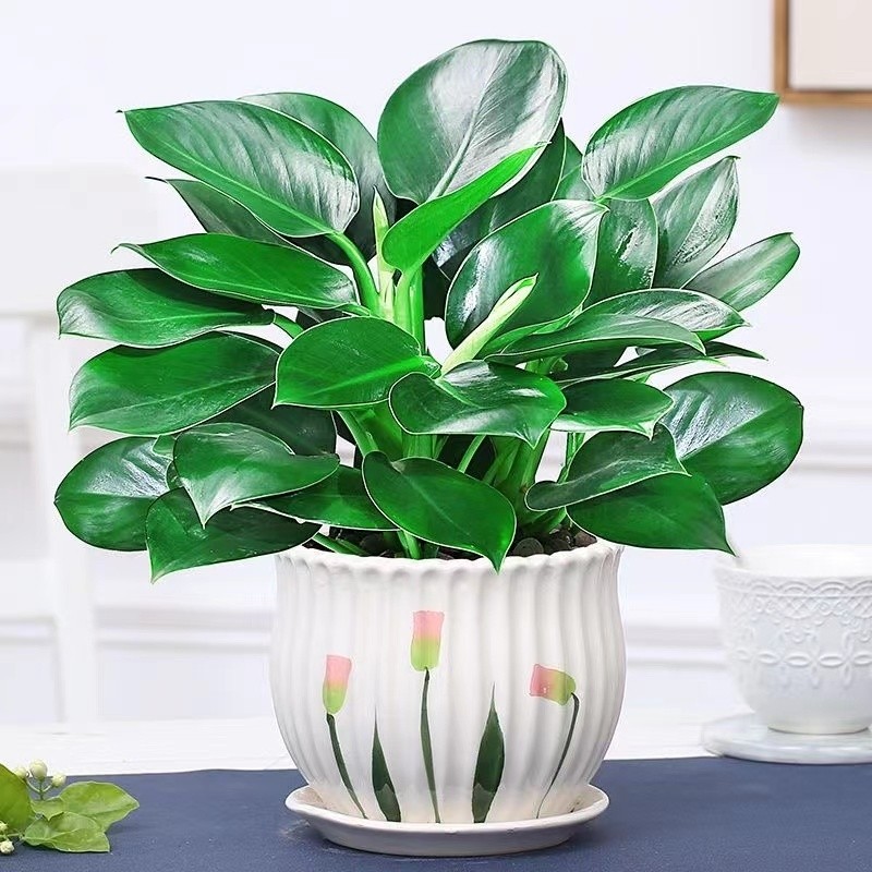 金钻盆栽绿植室内盆栽绿萝吸甲醛水培花卉办公室四季常绿多规格