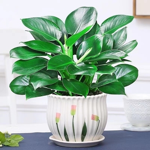 金钻盆栽绿植室内盆栽绿萝吸甲醛水培花卉办公室四季 常绿多规格