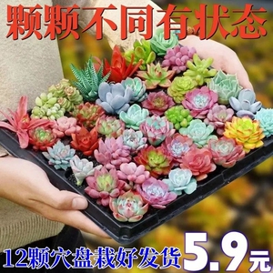 多肉植物小盆栽批发套装多肉组合桃蛋玉露绿植花卉园艺桌面阳台