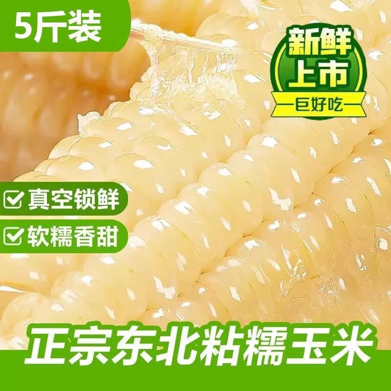 东北玉米糯玉米新鲜白糯玉米真空包装软黏粘加热即食甜糯米玉米棒