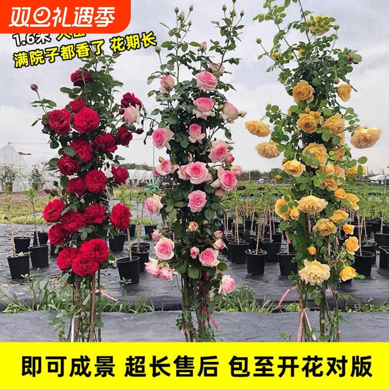 蔷薇花苗盆栽阳台|超8000次加购