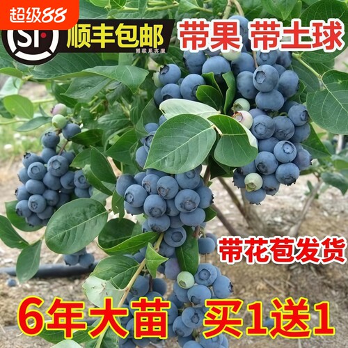 蓝莓树苗带大果|超3000次加购