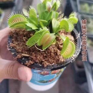 捕蝇草盆栽食虫植物驱蚊草苗多肉植物猪笼草食人花绿植花室内种植