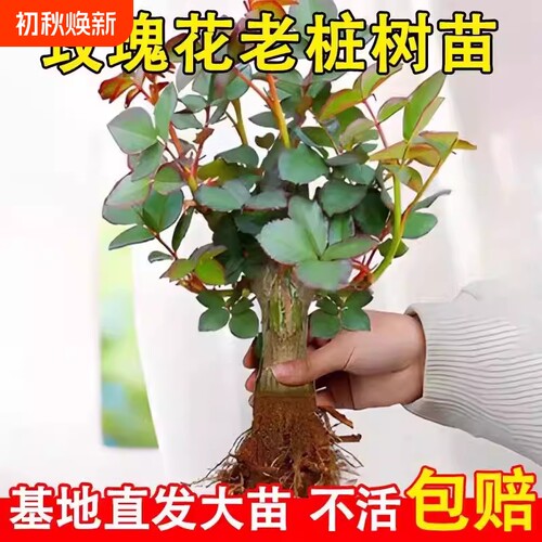 玫瑰花苗盆栽花卉多季节开花植物月季老根阳台四季庭院玫瑰花老桩