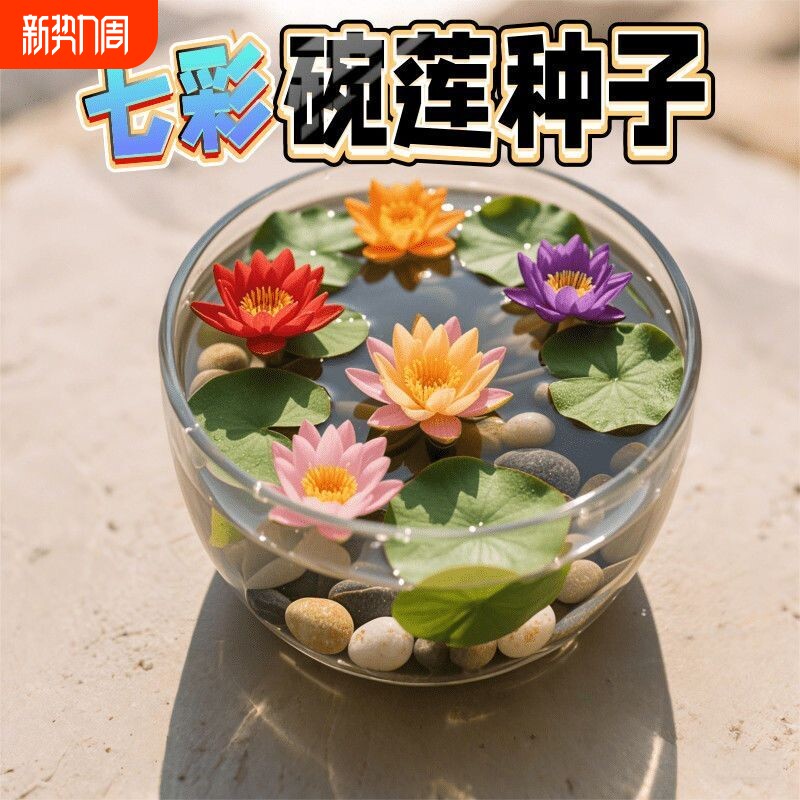 碗莲种四季五颜六色水培花卉水养七彩莲花荷花种绿植大全开花客厅
