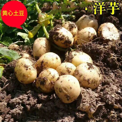 新鲜小土豆湖北天门农家自种