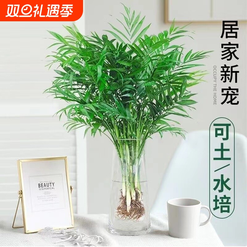 袖珍椰子室内盆栽水培植物好养富贵竹客厅龟背竹驱蚊竹柏四季土培
