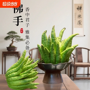 佛手柑鲜果新鲜佛手瓜切带枝室内摆件清供观赏闻香可食用花卉盆栽