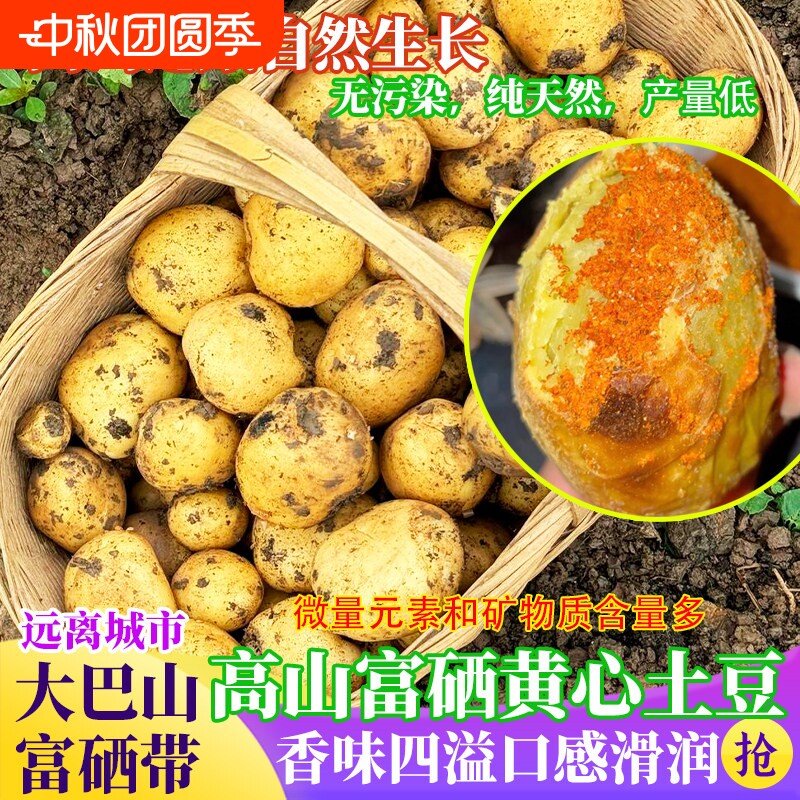 农家新鲜黄皮土豆新鲜现挖图片