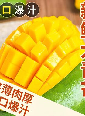 正宗云南大青芒生熟当季新鲜8斤整箱芒果非玉芒香蕉果肉热带现摘