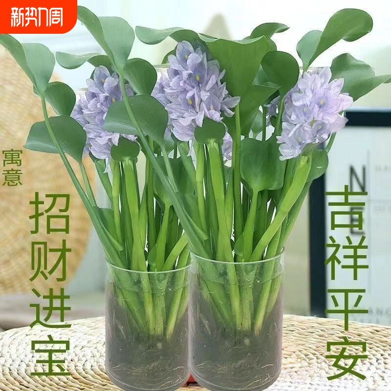 懒人水培植物花卉盆栽绿植花苗室内客厅水养水培花卉水养桌面摆件