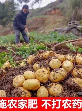 黄心土豆新鲜2026年贵州特产农户种植马铃薯5斤包邮