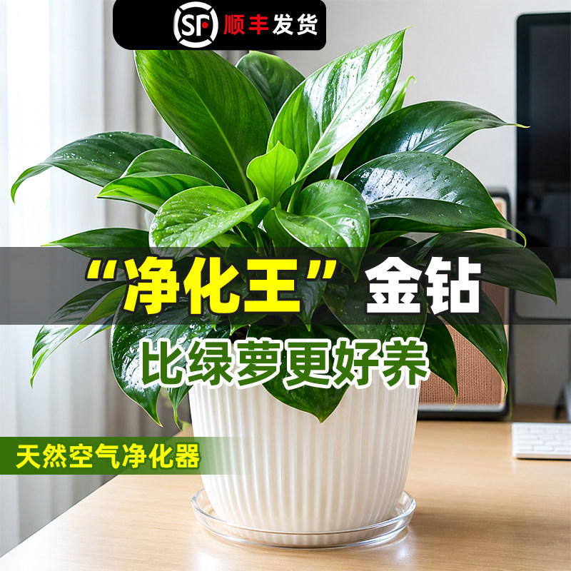 金钻盆栽幼儿园绿植绿萝除室内甲醛植物花卉水培净化空气好养温馨图片
