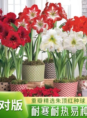 重瓣朱顶红种球室内阳台盆栽花卉庭院地载植物耐寒耐热绿植花客厅