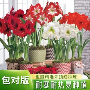 重瓣朱顶红种球室内阳台盆栽花卉庭院地载植物耐寒耐热绿植花客厅