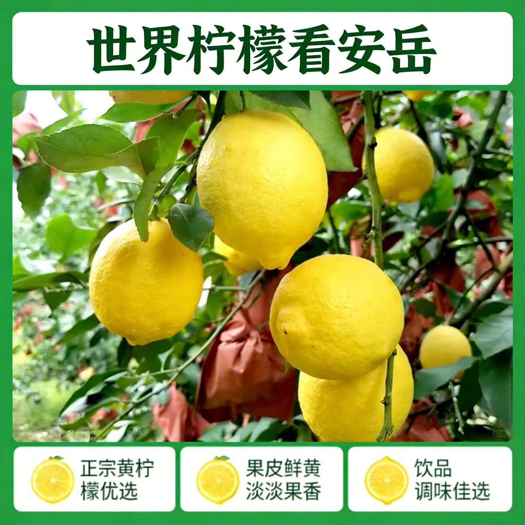安岳新鲜黄柠檬小果皮薄多汁生态瑕疵果酸爽奶茶泡水榨汁农家现摘