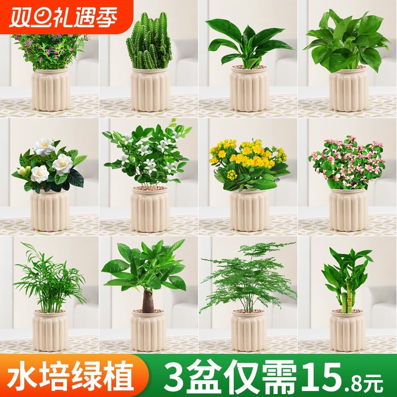 发财树盆栽黄金葛箩桌面植物栀子花绿植花卉办公室内多肉水培好养